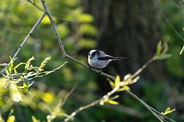 Poster - Cute long-tailed tit perched on a tree branch