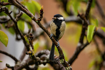 Poster - Closeup of the great tit perched on the tree. Parus major.