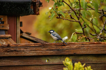 Sticker - Great tit bird perched on a wooden surface in a garden