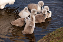 Closeup Of The White Swan Cygnets Swimming In The Water.