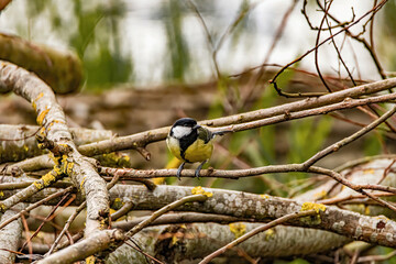 Poster - Closeup of the great tit perched on the tree. Parus major.