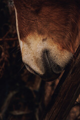 Canvas Print - Vertical closeup of a brown horse's mouth against a blurry background