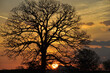 Burr Oak tree silhouette with a beautiful orange sunset behind