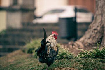 Sticker - Closeup of a rooster in a park