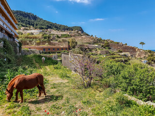 Wall Mural - Stunning view of a horse on Pyramids of Guimar, Canary Islands, Spain
