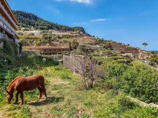 Sticker - Stunning view of a horse on Pyramids of Guimar, Canary Islands, Spain