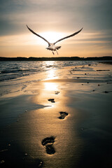 Sticker - Vertical shot of a gull flying on the beach with footprints during the sunset