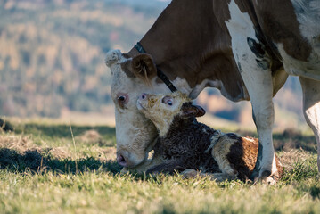 Wall Mural - Cute cow with its calf in a sunny meadow