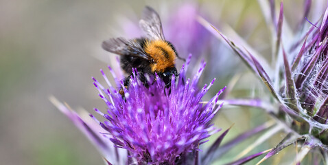 Poster - Bee on a purple flower in wilderness