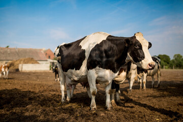 Sticker - Close up on a cow on a dairy farm.