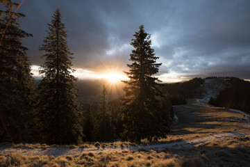 Poster - Beautiful shot of the forest at sunrise