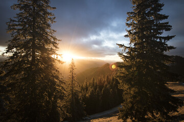 Canvas Print - Beautiful shot of the forest at sunrise