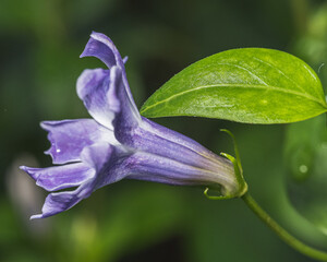 Sticker - Closeup of a skullcap (Scutellaria) flower blooming on a green background