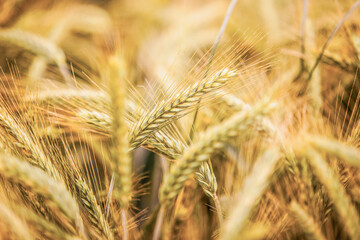 Wall Mural - Golden field of wheat in the summer