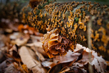 Closeup Shot Of Some Fungus Growing On A Trunk Of A Tree In The Gifford Pinchot State Park
