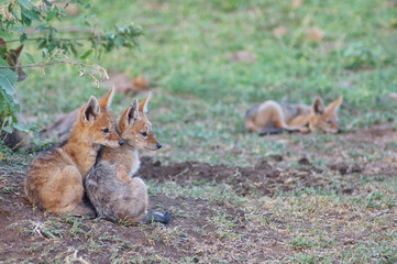 Sticker - Foxes on the ground in a field