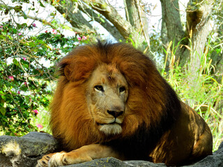 Wall Mural - Closeup of a beautiful lion in a garden with trees on a sunny day