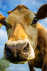 Sticker - Closeup of a jersey cow head