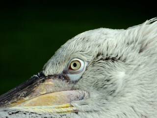 Poster - Closeup of beautiful Pelican in a garden on a sunny day