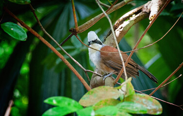 Canvas Print - White-crested laughingthrush perched on a tree branch in sunlight on blurred green background