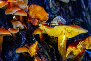 Wall Mural - close-up shot of a snail crawling on the top of a mushroom growing on tree trunk in the forest