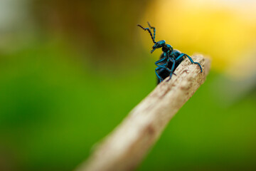 Sticker - Close-up shot of a Blister beetle on a wooden stick on a blurred background