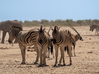 Poster - Group of zebras in their natural habitat