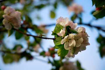 Sticker - Close-up shot of white apple blossoms on a tree twig on a blurred background