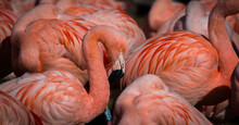 Close-up Of A Beautiful Pink Flamingo