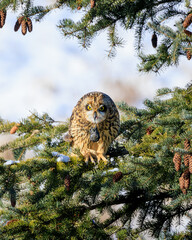 Wall Mural - Curious owl perching on a pine tree