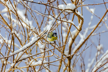 Poster - A great tit bird on a branch of a tree at winter