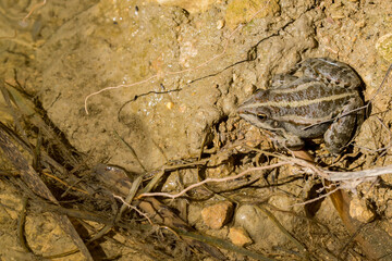 Canvas Print - Levant Water Frog or Bedriaga's Frog, Pelophylax bedriagae, on mud in fresh water pool, Gozo, Malta