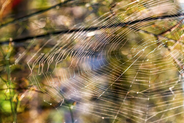 Sticker - Closeup of a spider web in the forest