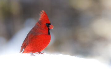 Sticker - Northern cardinal on the snow in the blurred background with a copy space