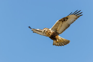 Sticker - Rough-legged hawk soaring in the blue sky, Toronto, Canada