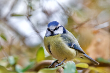 Poster - Closeup shot of a Eurasian blue tit standing on the branch of the tree on the blurry background