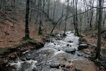 Sticker - View of Harz mountain river in Ilsenburg Germany at fall