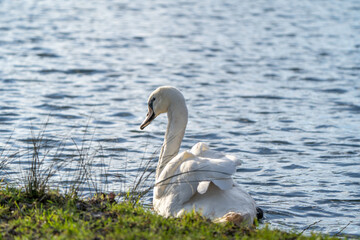 Poster - Closeup shot of a Whooper swan (Cygnus cygnus) swimming in water