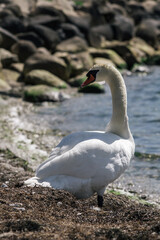 Sticker - White swan on the shore of the lake