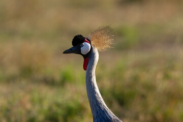 Poster - Closeup shot of a gray crowed crane bird in the field