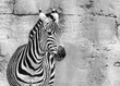 Grayscale closeup shot of a lonely zebra
