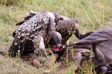 Closeup Shot Of A Vulture Bird Eating Another Animal In The Field