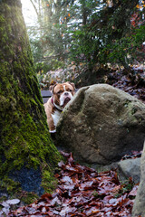 Wall Mural - Adorable Olde English Bulldogge behind a rock in a snowy forest