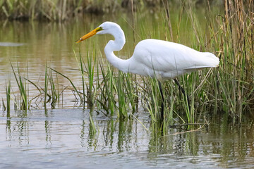 Poster - Natural view of great egret walking with reed on the lake