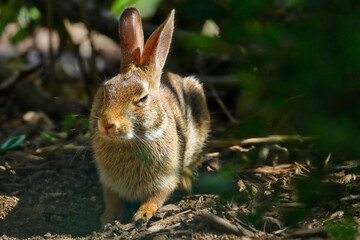 Sticker - Wild rabbit on the green field in the wild