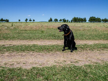 Landscape View Of A Field And A Black Dog Sitting On Green Grass