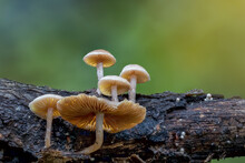 Closeup Shot Of Yellow Mushrooms On The Tree Trunk