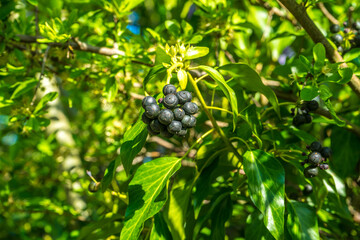 Wall Mural - Shallow focus shot of berries fruit on a tree on a sunny day