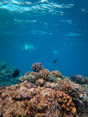 Sticker - Vertical shot of corals and fishes under the water