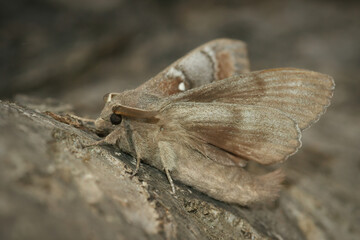 Wall Mural - Closeup on a Pine-tree Lappet moth, Dendrolimus pini, trying to take-off from a trunk of a tree